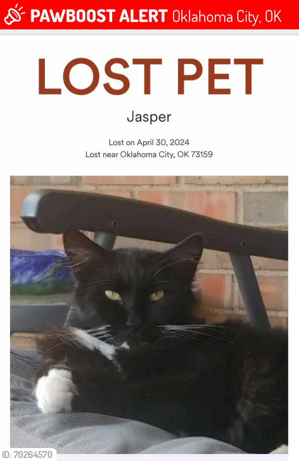 Lost Male Cat last seen Sw May and i240, Oklahoma City, OK 73159