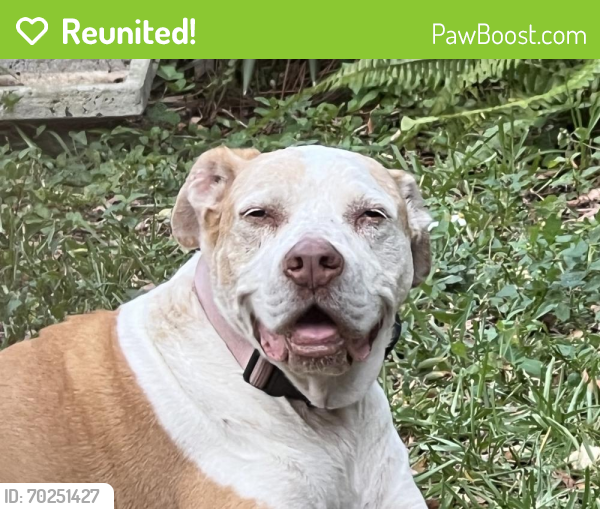 Reunited Female Dog last seen NW 13th St and NW 1st Ave, Fort Lauderdale, FL 33311