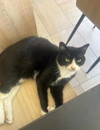 Lost Male Cat last seen Mooringe Avenue, Plympton, SA 5038
