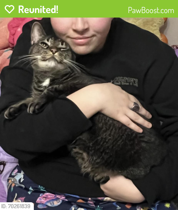 Reunited Male Cat last seen licoln ave nw, perue, Canton, OH 44708