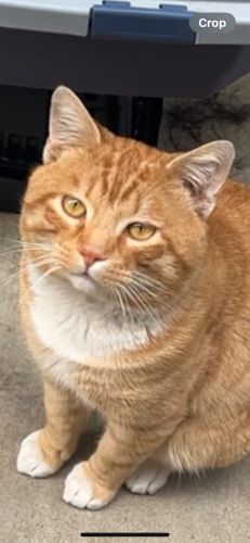 Lost Male Cat last seen Elkhorn ct, Bonita, CA 91902