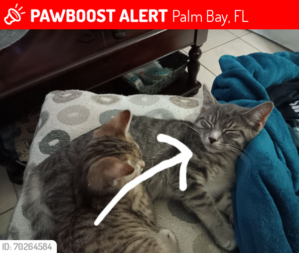 Lost Male Cat last seen Port Malabar & Palm Bay Rd., Palm Bay, FL 32905