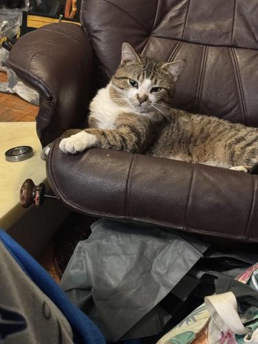 Lost Male Cat last seen Laurentide dr , Toronto, ON M3A 3E1