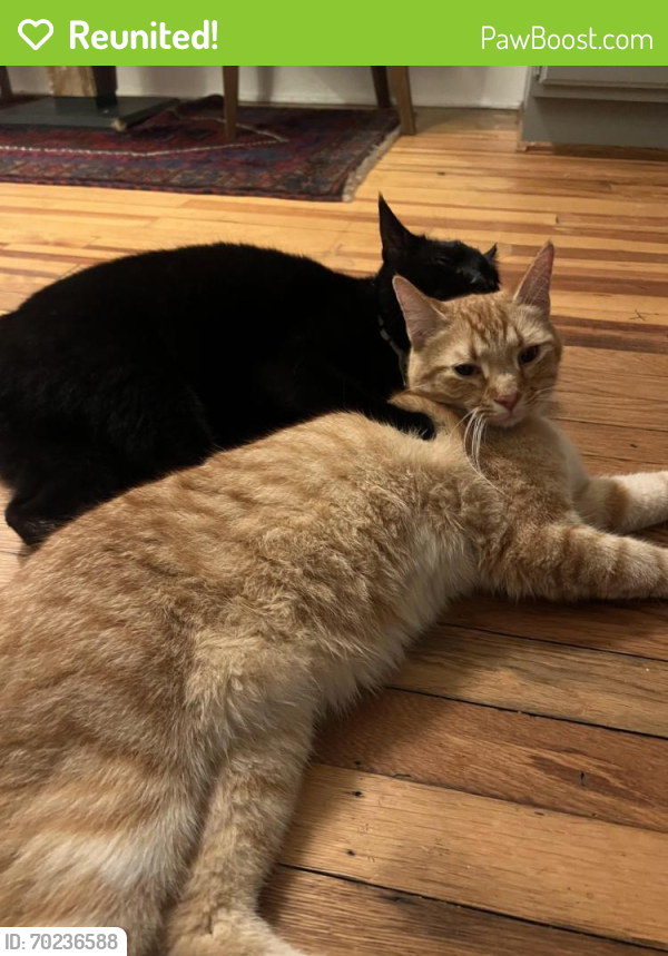 Reunited Male Cat last seen Near Lucerne and Patton Ave in west Asheville , Asheville, NC 28806