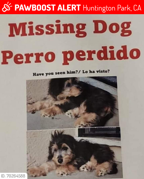 Lost Male Dog last seen Cedar st./ randohp st, Huntington Park, CA 90255
