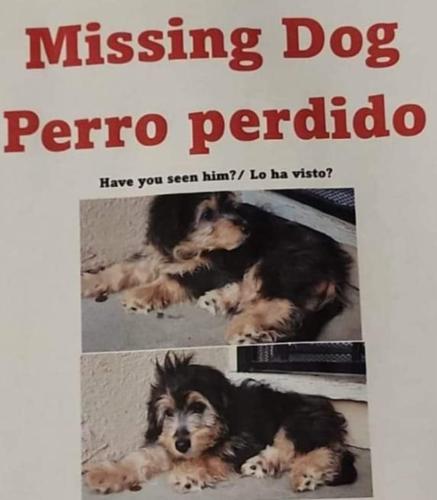 Lost Male Dog last seen Cedar st./ randohp st, Huntington Park, CA 90255