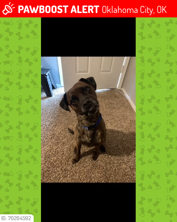 Lost Male Dog last seen Nw 10th st. Rockwell , Oklahoma City, OK 73127