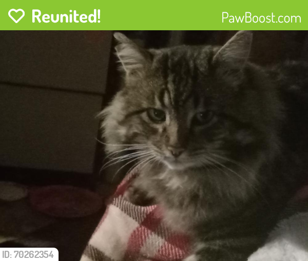 Reunited Male Cat last seen Empire Ave/Gamay, Oakley, CA 94561