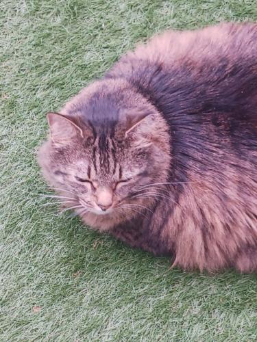 Lost Female Cat last seen Ella and Tanglewilde , Houston, TX 77063