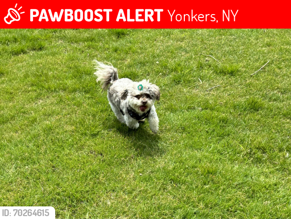 Lost Female Dog last seen Kimball Ave, Yonkers, NY 10704