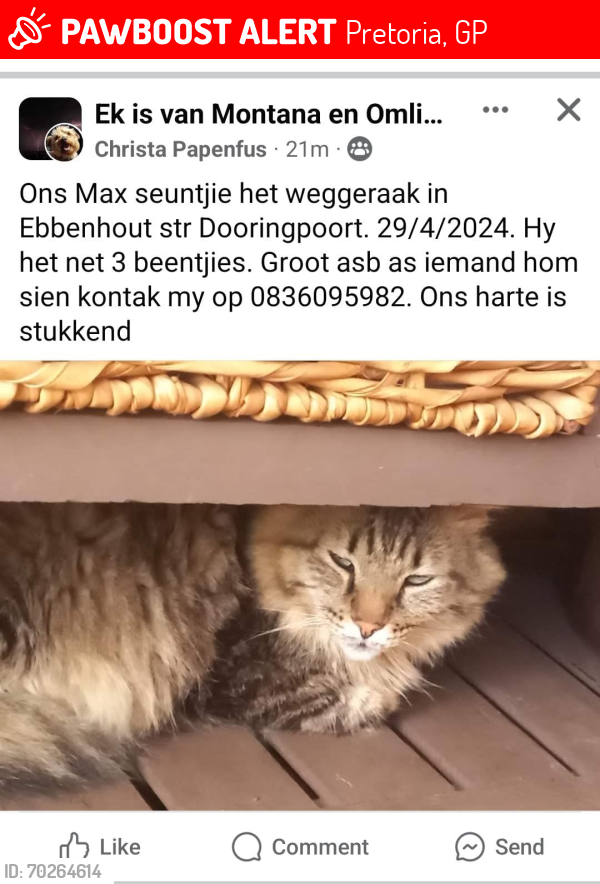 Lost Male Cat last seen Ebbenhout/Gambry, Pretoria, GP 0186