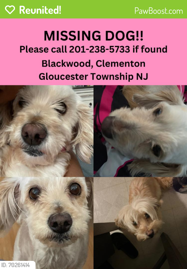 Reunited Female Dog last seen Near Laurel Pl, Clementon, NJ 08021, USA, Clementon, NJ 08021