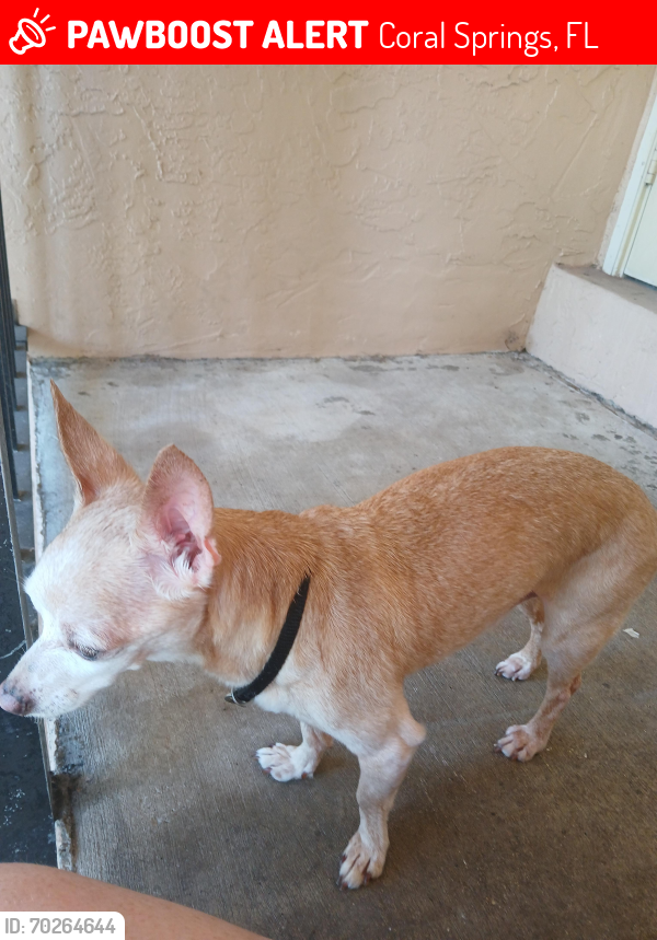 Lost Male Dog last seen Coral Ridge Dr and 30th street, Coral Springs, FL 33065