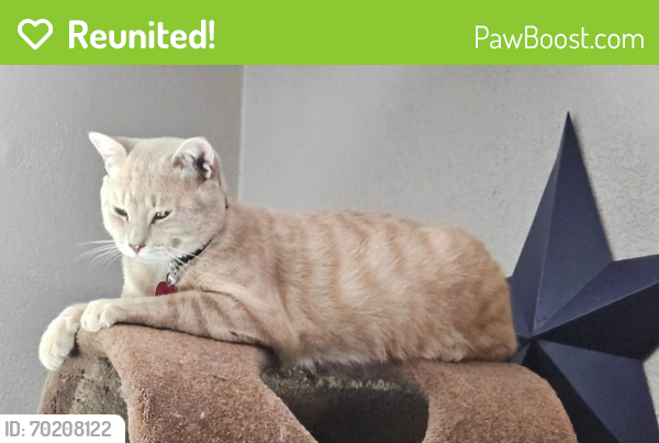 Reunited Male Cat last seen E St rd 28 and n 100 e, Monroe Township, IN 46001