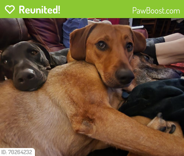 Reunited Male Dog last seen Tannery Trail or possibly Shiloh Drive, Winston-Salem, NC 27106