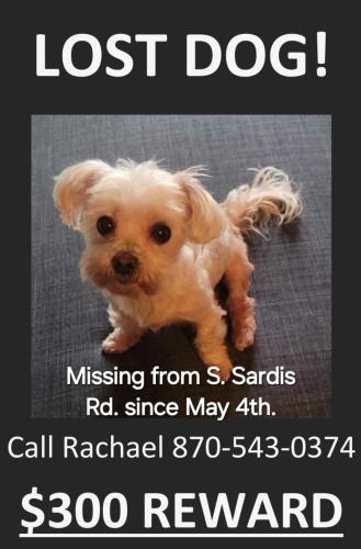 Lost Female Dog last seen West Miller sardis, Saline County, AR 72011