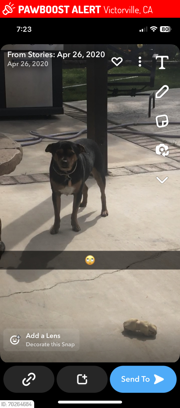 Lost Female Dog last seen Pony trail, Victorville, CA 92307