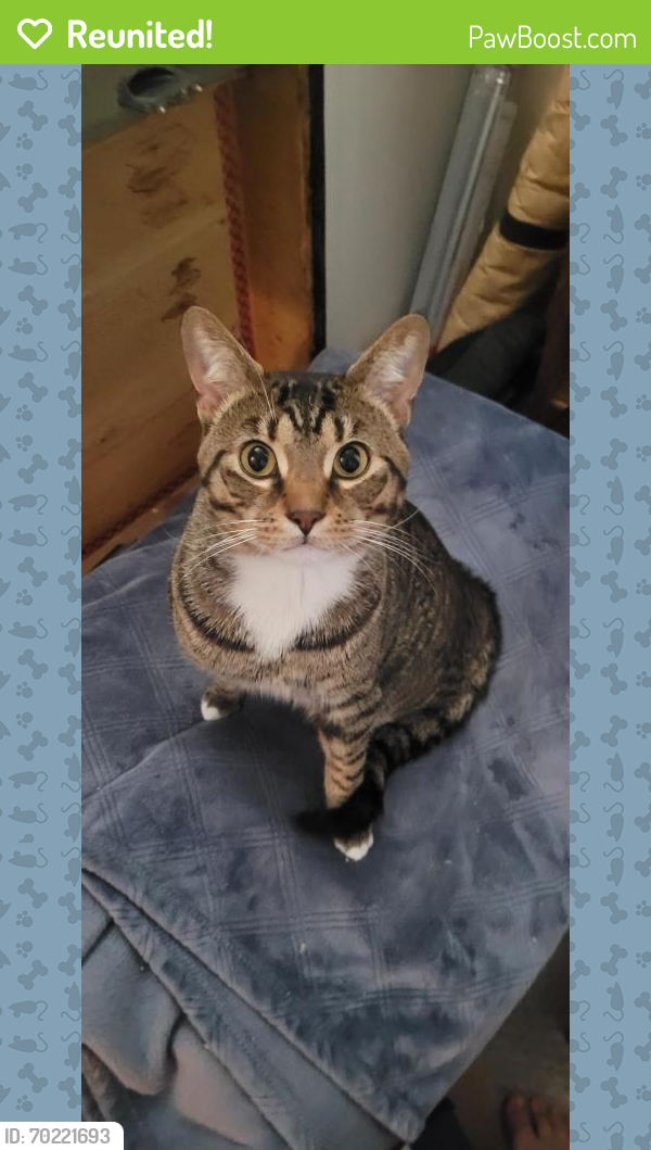 Reunited Male Cat last seen Langley and Elmsford , Clawson, MI 48017