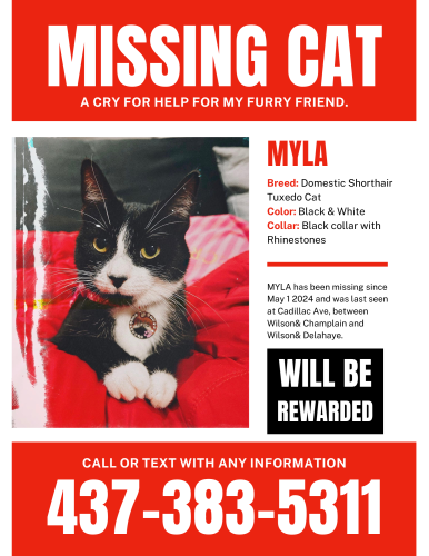 Lost Female Cat last seen Near Cadillac ave, Toronto, ON M3H 1S4