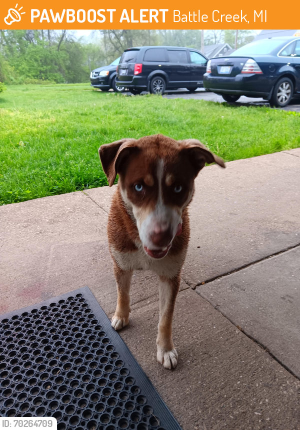 Found/Stray Male Dog last seen Near South Ave Battle Creek, MI, Battle Creek, MI 49014