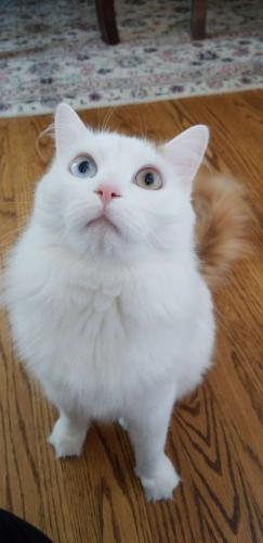 Lost Male Cat last seen By the crossing of southfield and 8 mile, Southfield, MI 48075