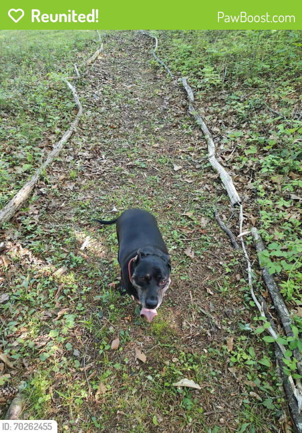 Reunited Male Dog last seen Pea Ridge and Vista Grande, Blount County, TN 37804