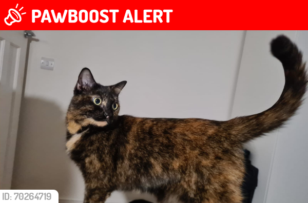 Lost Female Cat last seen NW107DX, Greater London, England NW10
