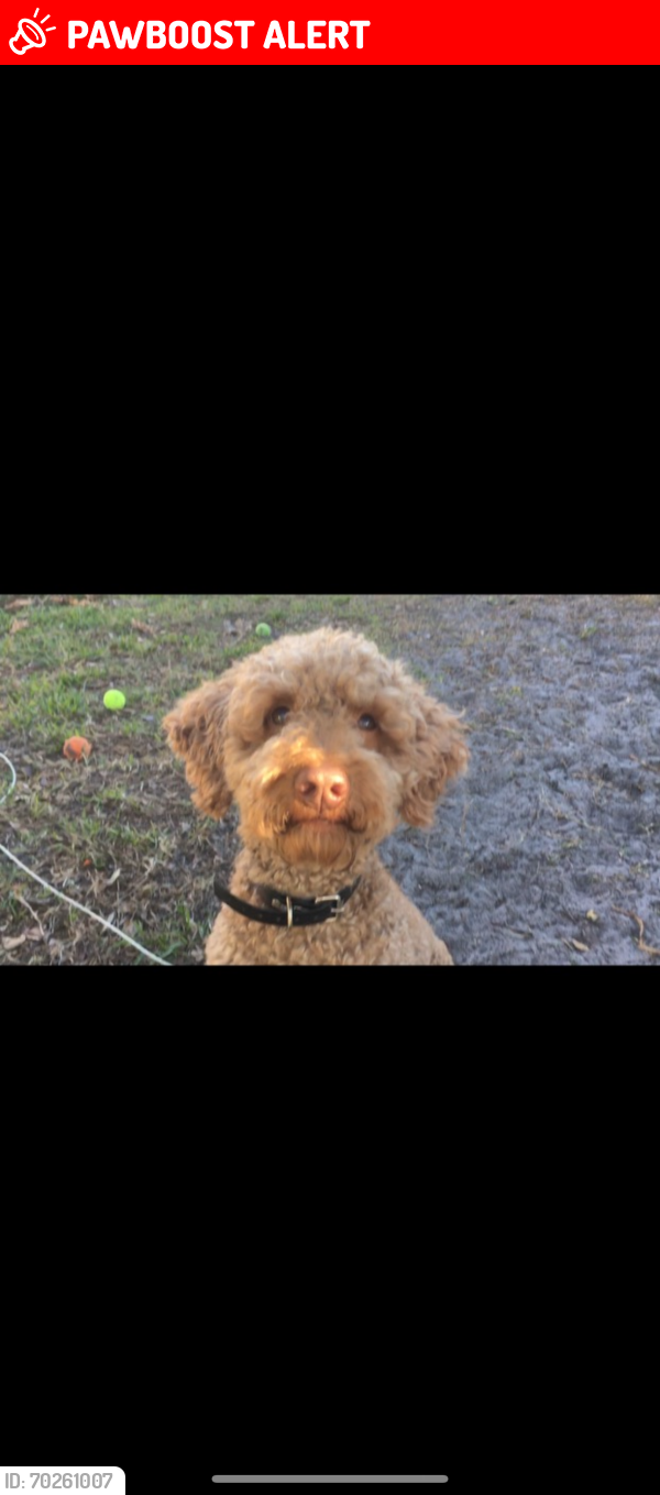 Lost Male Dog last seen Panther trace and balm Riverview rd, Hillsborough County, FL 33579