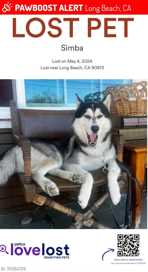Lost Male Dog last seen Walnut and 10st , Long Beach, CA 90813