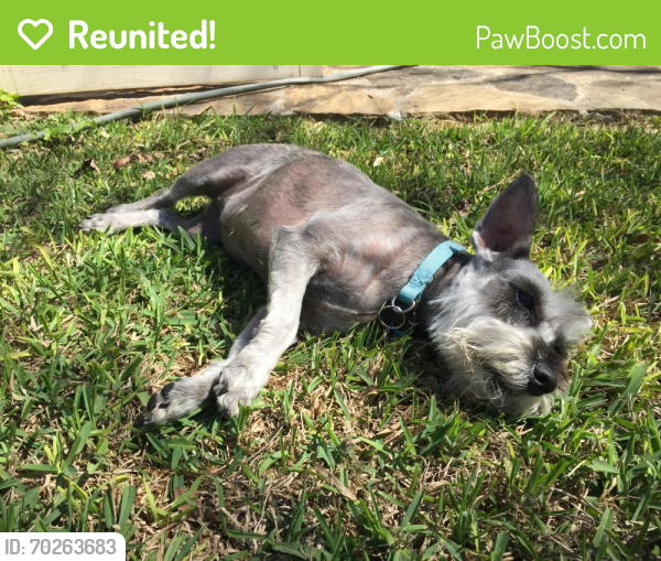 Reunited Female Dog last seen Stonefield Neighborhood , San Antonio, TX 78254