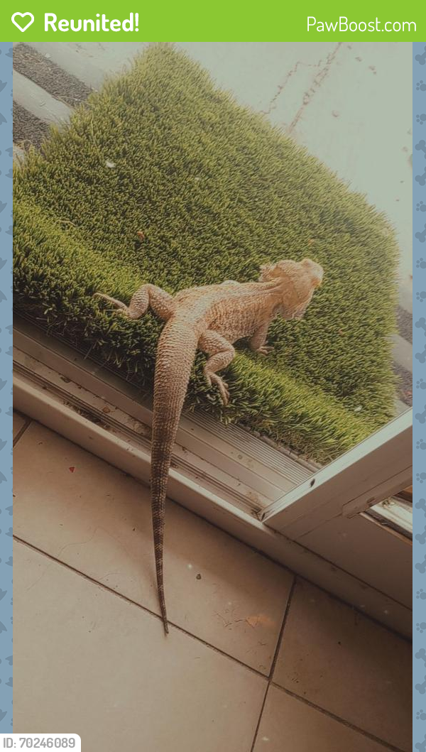 Reunited Male Reptile last seen Trop and Jimmy durante, Las Vegas, NV 89122