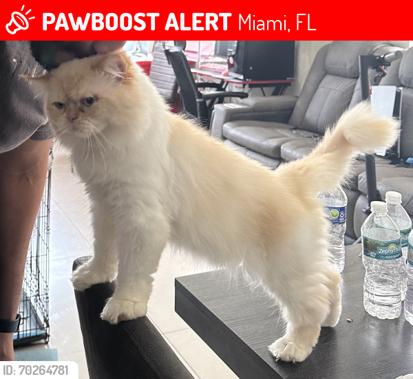 Lost Male Cat last seen Near sw 142 Ave  Miami fl 33186, Miami, FL 33186