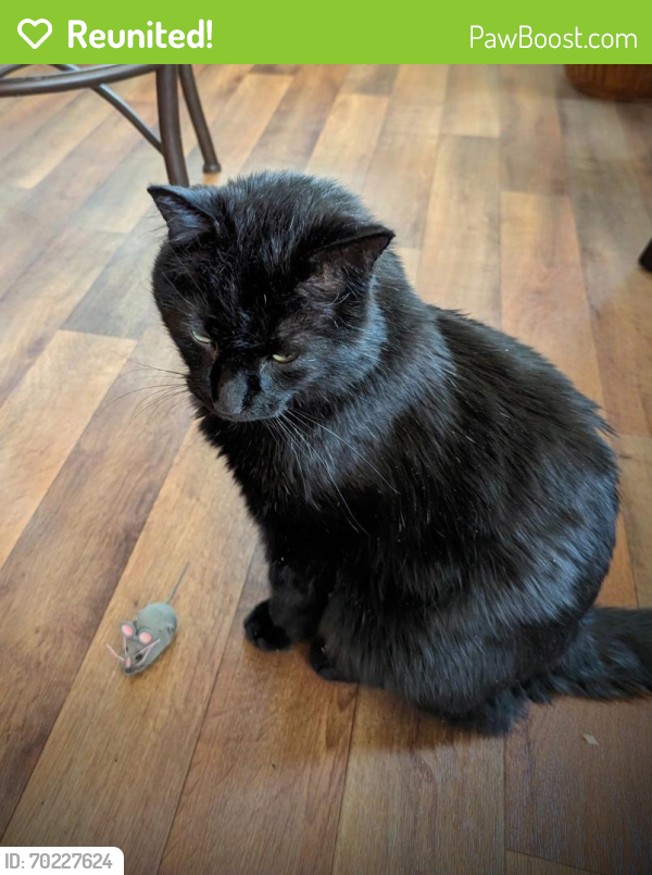 Reunited Male Cat last seen Western and selby, Saint Paul, MN 55104