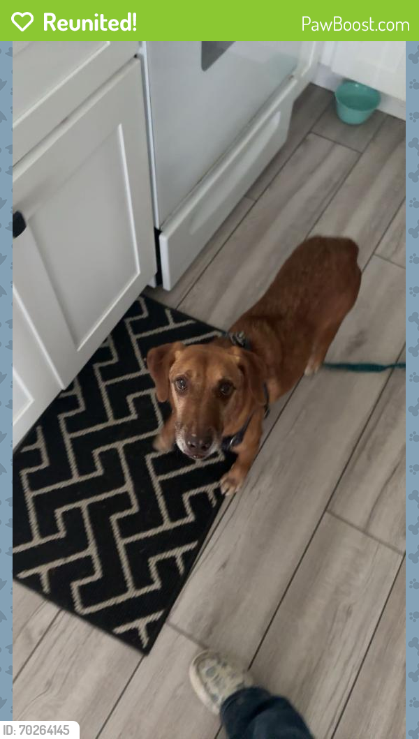 Reunited Male Dog last seen Near NW 80th ave, Ocala, FL 34482