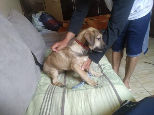 Lost Male Dog last seen Próximo ao Habib's na Av. Pref. Hirant Sanazar em osasco, Jardim D'abril, SP 06030-095