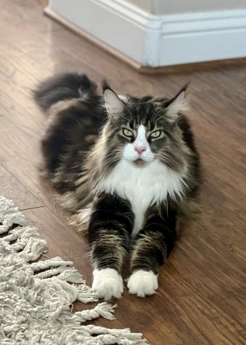 Lost Male Cat last seen Brookhurst and Garfield (major). Swallow and San Felipe (residential), Fountain Valley, CA 92708