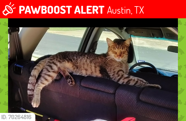Lost Male Cat last seen Lovell Dr. , Austin, TX 78723