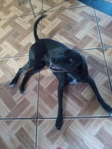 Lost Female Dog last seen Rua Abaete , Itacolomi, MG 34585-030