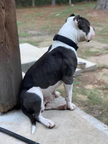 Lost Male Dog last seen Tall Oaks, Montgomery County, TX 77355