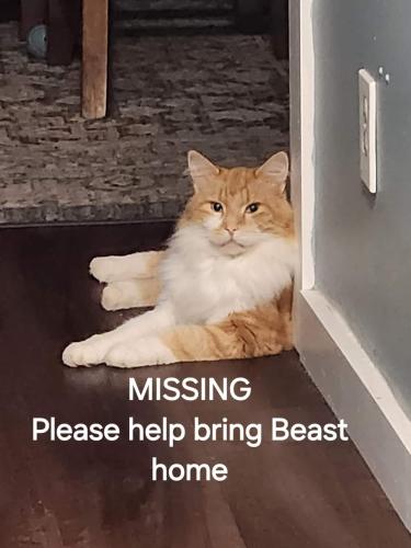 Lost Male Cat last seen Beagle Run and Belle Meade, Bumpass VA, Bumpass, VA 23024