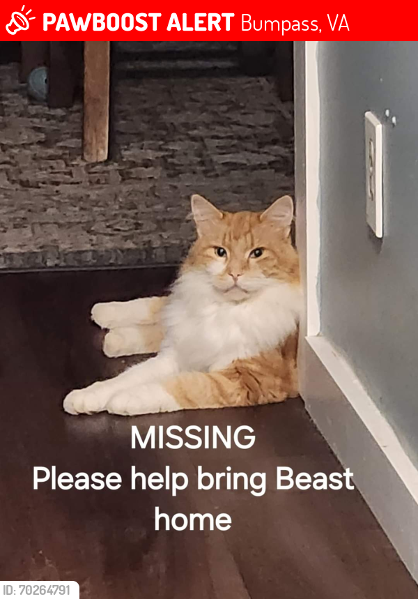 Lost Male Cat last seen Beagle Run and Belle Meade, Bumpass VA, Bumpass, VA 23024