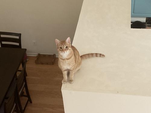 Lost Male Cat last seen White Lake Court, Cary, NC 27519