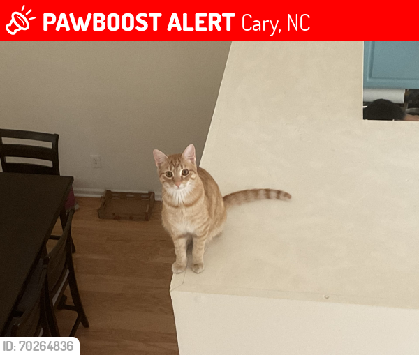 Deceased Male Cat last seen White Lake Court, Cary, NC 27519