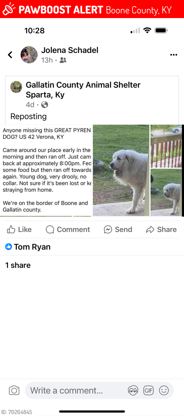Lost Unknown Dog last seen Verona, Boone County, KY 41094