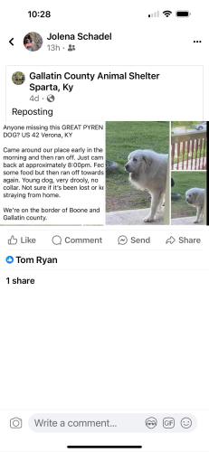 Lost Unknown Dog last seen Verona, Boone County, KY 41094