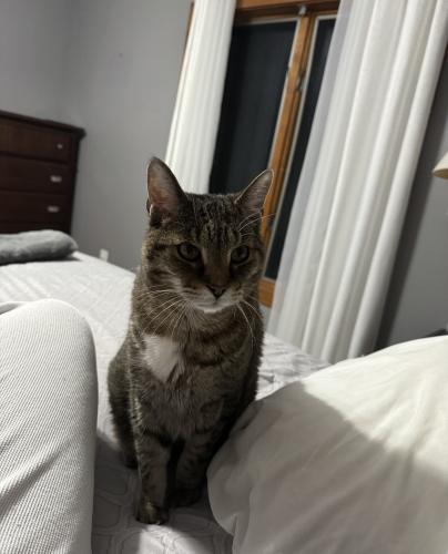 Lost Male Cat last seen McMahon and Taylor Road in new ord, Connecticut, New Milford, CT 06776