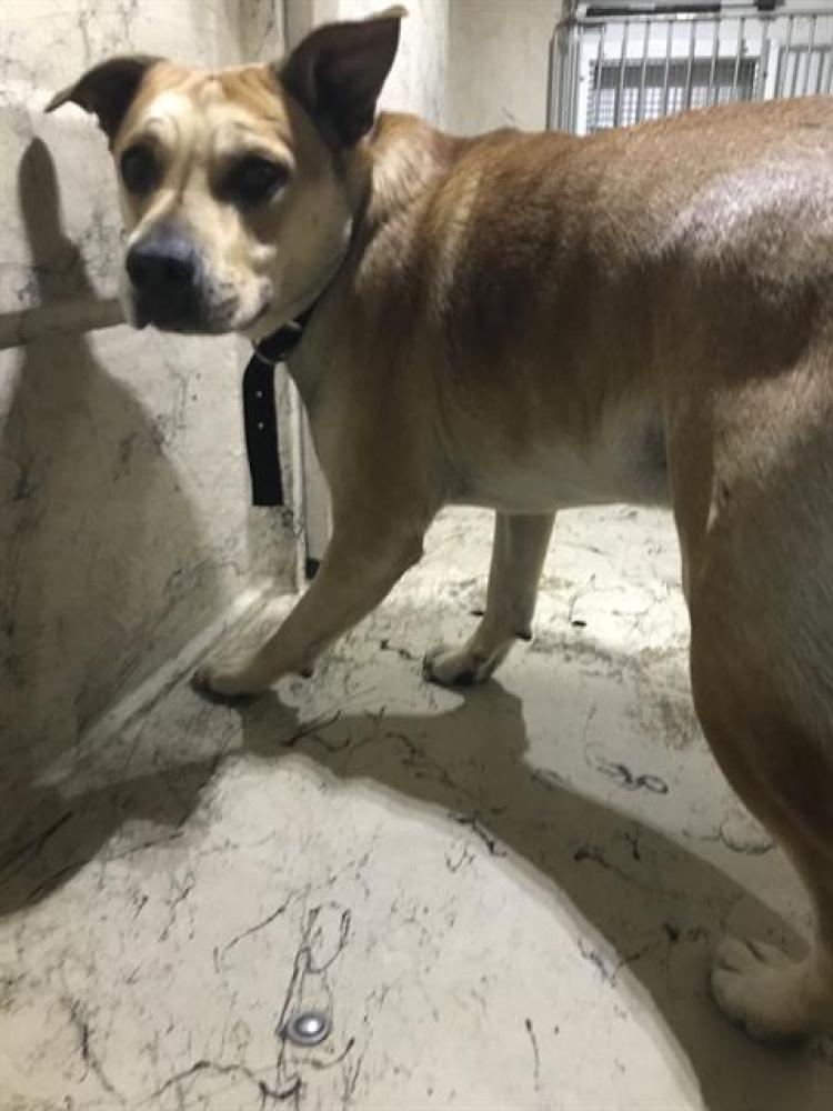 Shelter Stray Unknown Dog last seen Near , Indianapolis, IN 46221