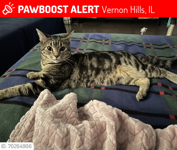 Lost Male Cat last seen In  backyard on Albert Drive, Vernon Hills, IL 60061