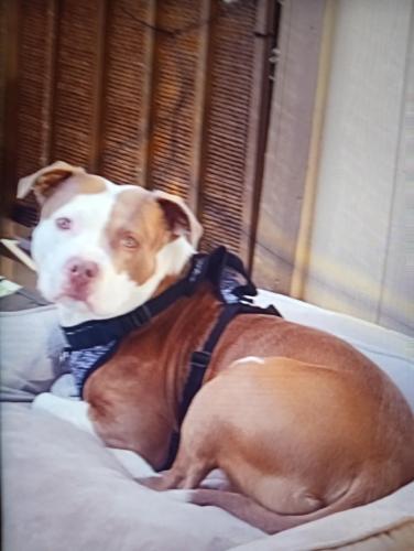 Lost Male Dog last seen W Cross between Ashley & Cottonwood , Woodland, CA 95695