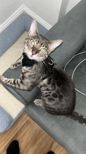 Lost Male Cat last seen Altamont ave, Schenectady, NY 12303